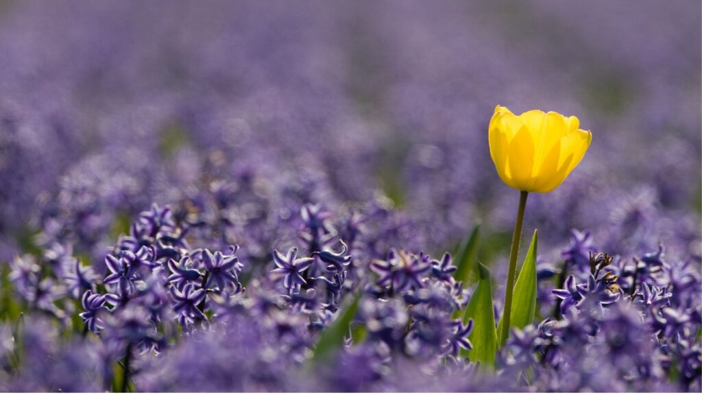 Monotropism and polytropism – attentional styles in autism